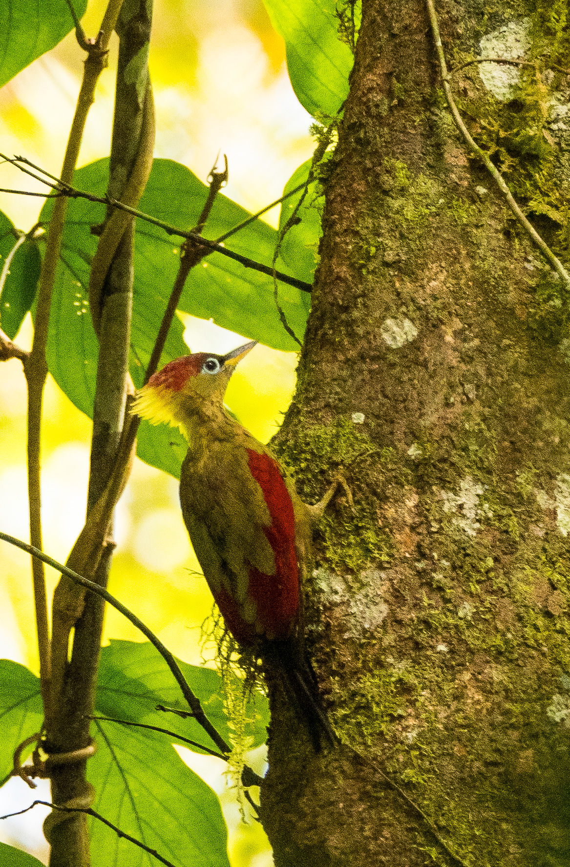 Crimson winged Woodpecker 2